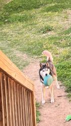 Lost Male Dog last seen Near Brantley dr antioch , Nashville, TN 37013