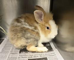 Shelter Stray Male Other last seen , 11361 W Pico Blvd, Los Angeles, CA 90064, USA