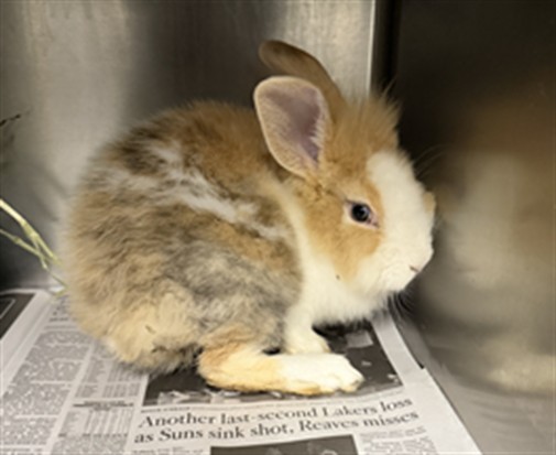 Shelter Stray Male Other last seen , 11361 W Pico Blvd, Los Angeles, CA 90064, USA
