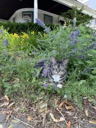 Lost Female Cat last seen Rugby road, Schenectady, NY 12308