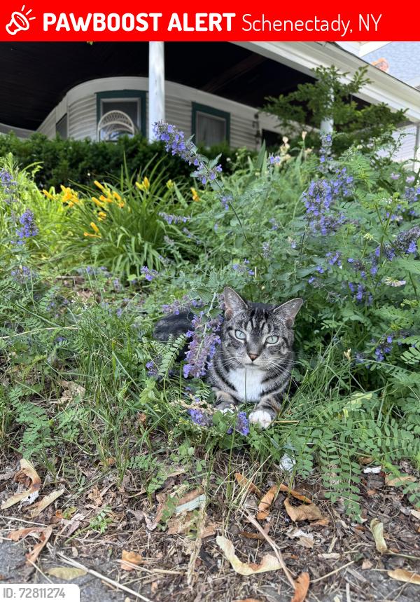 Lost Female Cat last seen Rugby road, Schenectady, NY 12308