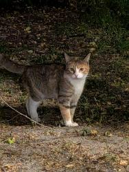 Found/Stray Unknown Cat last seen Kerr Ave and Grathwol Dr, Kings Grant, NC 28405