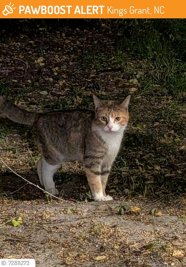 Found/Stray Unknown Cat last seen Kerr Ave and Grathwol Dr, Kings Grant, NC 28405