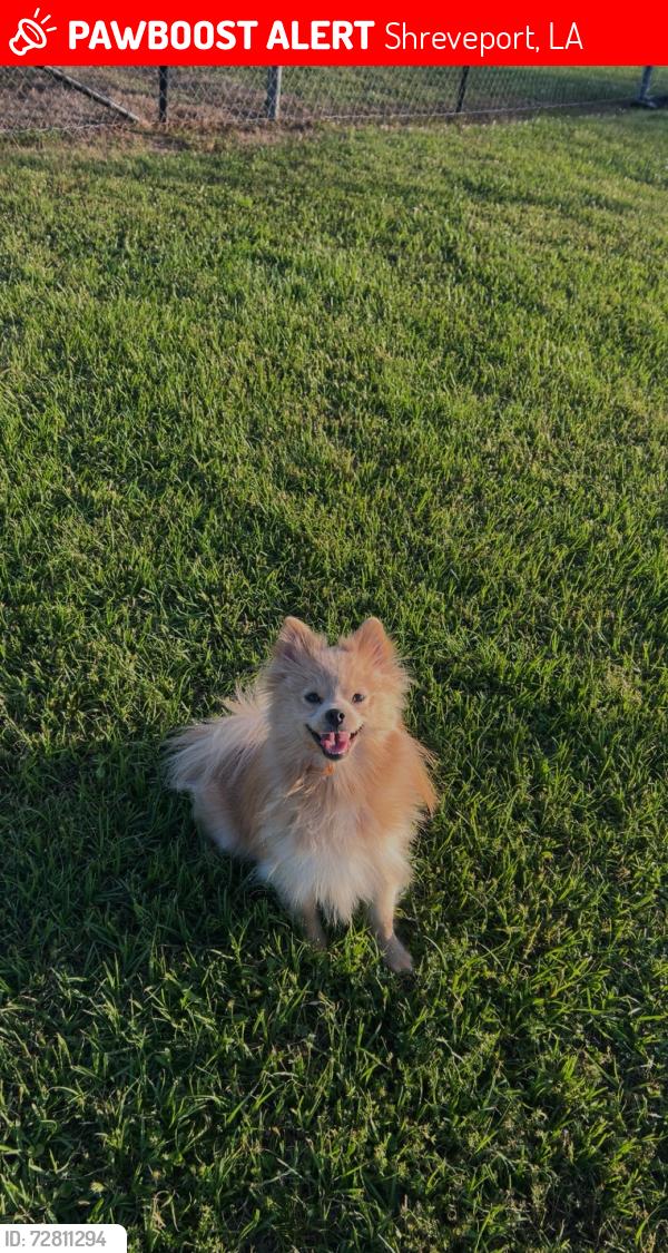 Lost Male Dog last seen Youree Dr, Shreveport, LA 71115