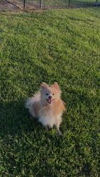 Lost Male Dog last seen Youree Dr, Shreveport, LA 71115