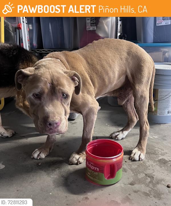 Found/Stray Male Dog last seen Snow Line Dr & Beekley Pinon Hills, Piñon Hills, CA 92372