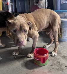 Found/Stray Male Dog last seen Snow Line Dr & Beekley Pinon Hills, Piñon Hills, CA 92372