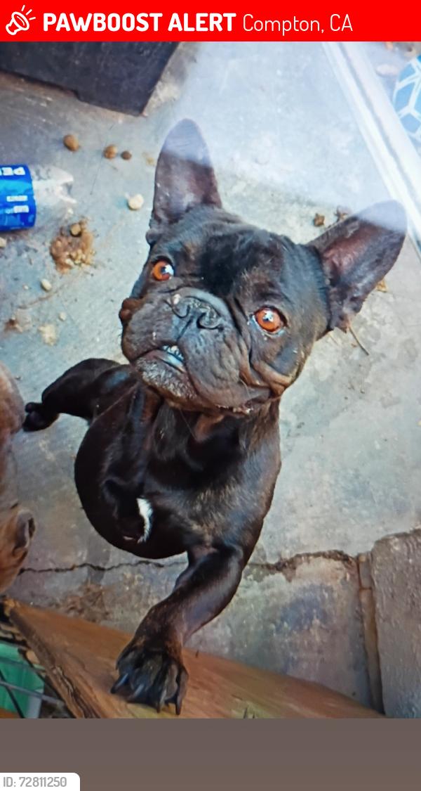 Lost Male Dog last seen Wilmington , Compton, CA 90220