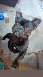 Lost Male Dog last seen Wilmington , Compton, CA 90220