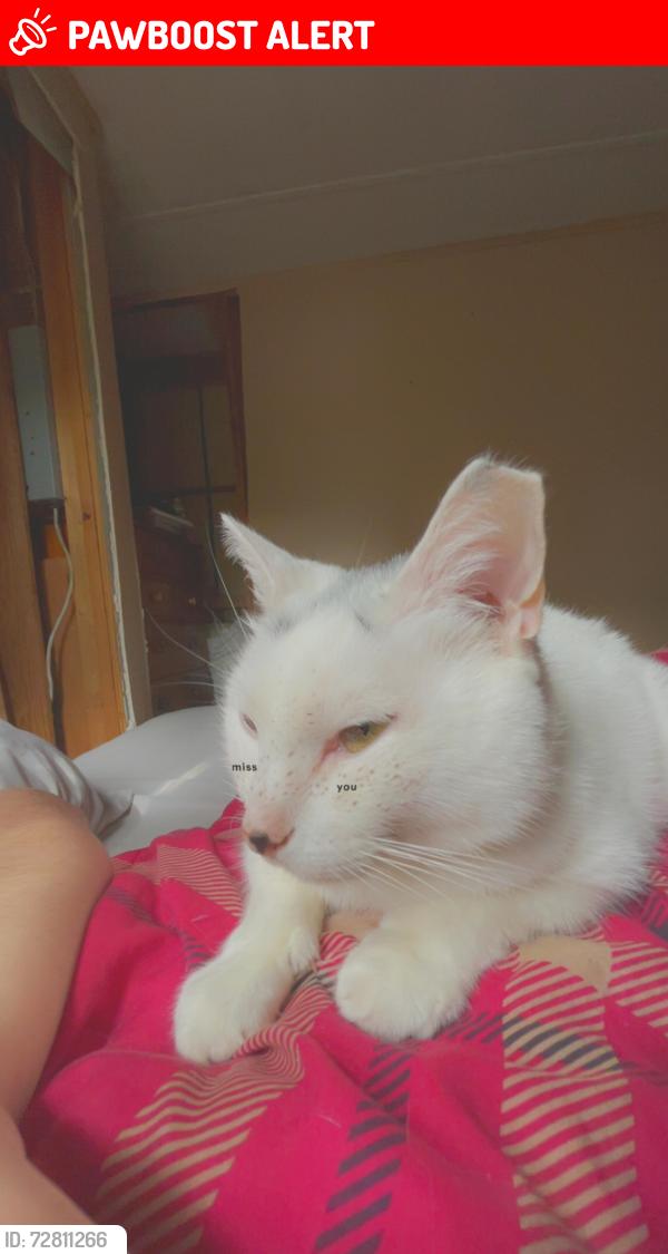 Lost Female Cat last seen Near Nashua Street, Pemberton Township, NJ 08015