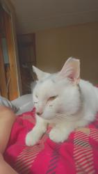 Lost Female Cat last seen Near Nashua Street, Pemberton Township, NJ 08015