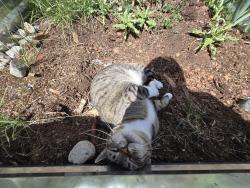 Reunited Female Cat last seen Chapel Heights Neighborhood off Academy Loop, Colorado Springs, CO 80910