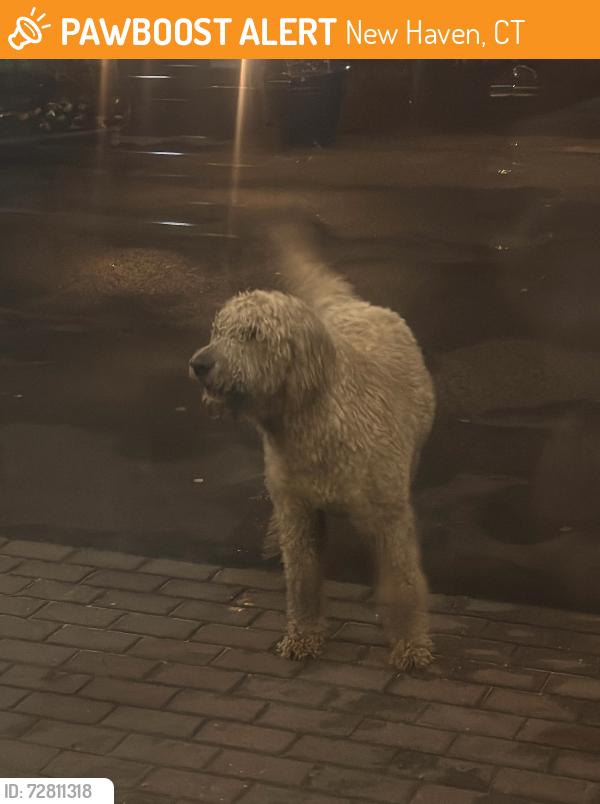 Found/Stray Unknown Dog last seen I’ll Gabbiano’s, New Haven, CT 06511