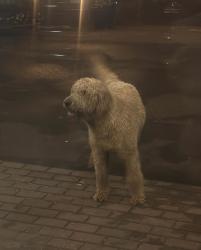 Found/Stray Unknown Dog last seen I’ll Gabbiano’s, New Haven, CT 06511