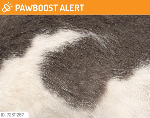 Found/Stray Female Cat last seen Heberton Dr. between Union Green and Cleveland, Penn Hills Township, PA 15147