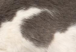 Found/Stray Female Cat last seen Heberton Dr. between Union Green and Cleveland, Penn Hills Township, PA 15147