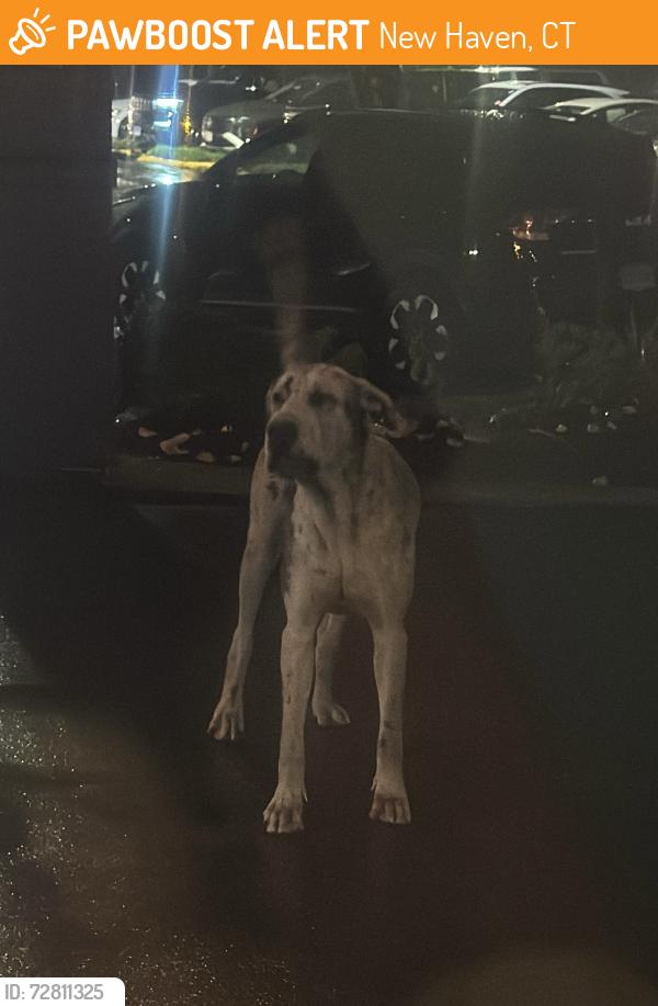 Found/Stray Unknown Dog last seen Il Gabbiano’s, New Haven, CT 06511