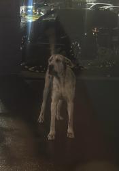 Found/Stray Unknown Dog last seen Il Gabbiano’s, New Haven, CT 06511