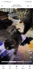 Lost Female Cat last seen Tulip and Vancouver Rio rancho, Rio Rancho, NM 87124