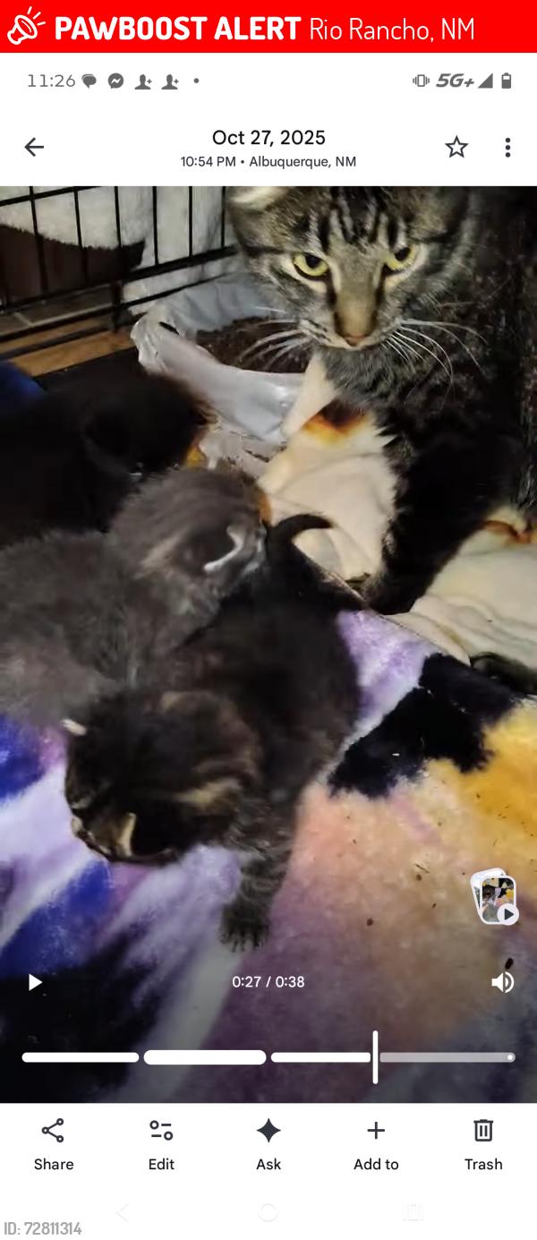 Lost Female Cat last seen Tulip and Vancouver Rio rancho, Rio Rancho, NM 87124