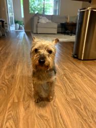 Found/Stray Male Dog last seen Hageman , Bakersfield, CA 93308