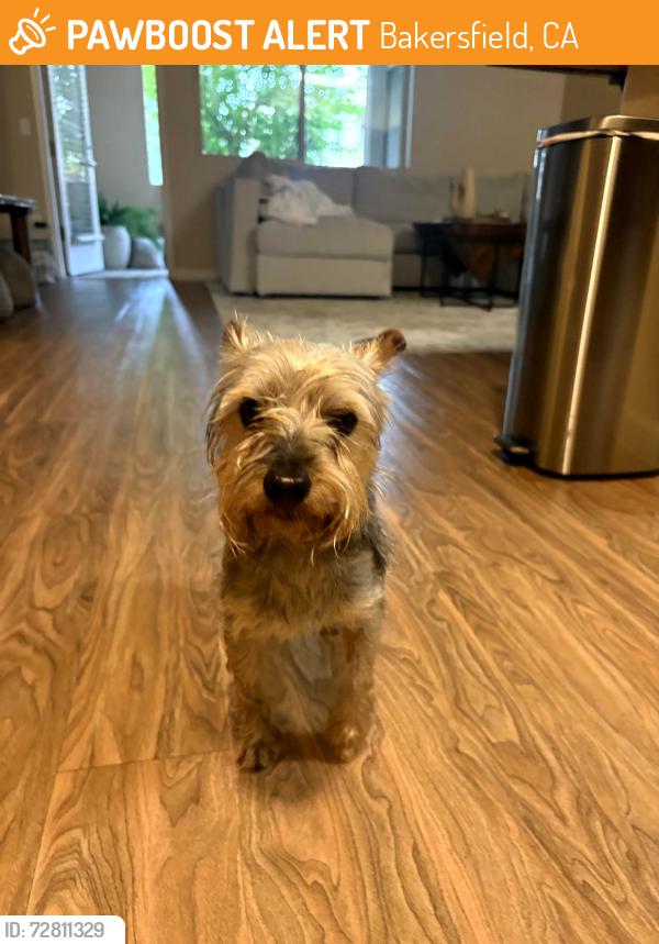 Found/Stray Male Dog last seen Hageman , Bakersfield, CA 93308