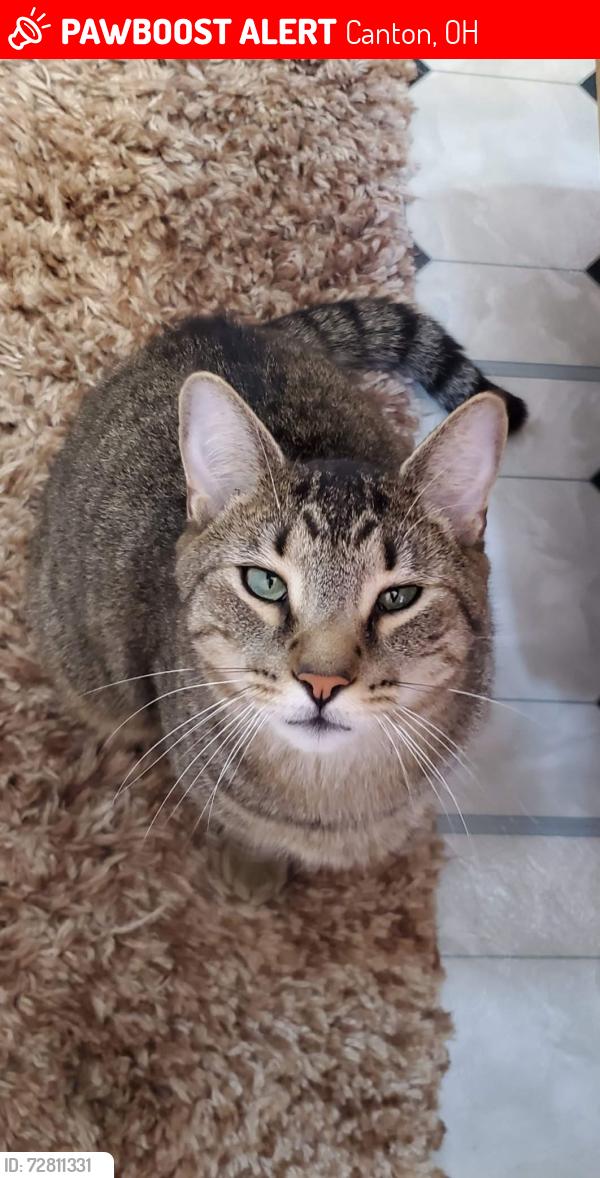 Lost Male Cat last seen Harter heights , Canton, OH 44708