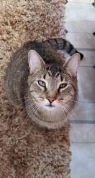 Lost Male Cat last seen Harter heights , Canton, OH 44708