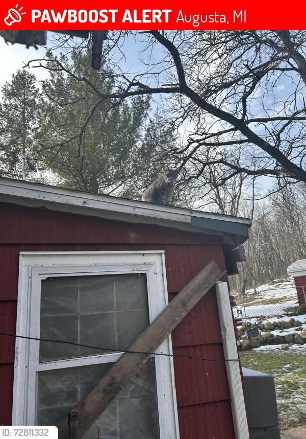 Lost Unknown Cat last seen Augusta, Augusta, MI 49012
