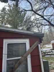 Lost Unknown Cat last seen Augusta, Augusta, MI 49012