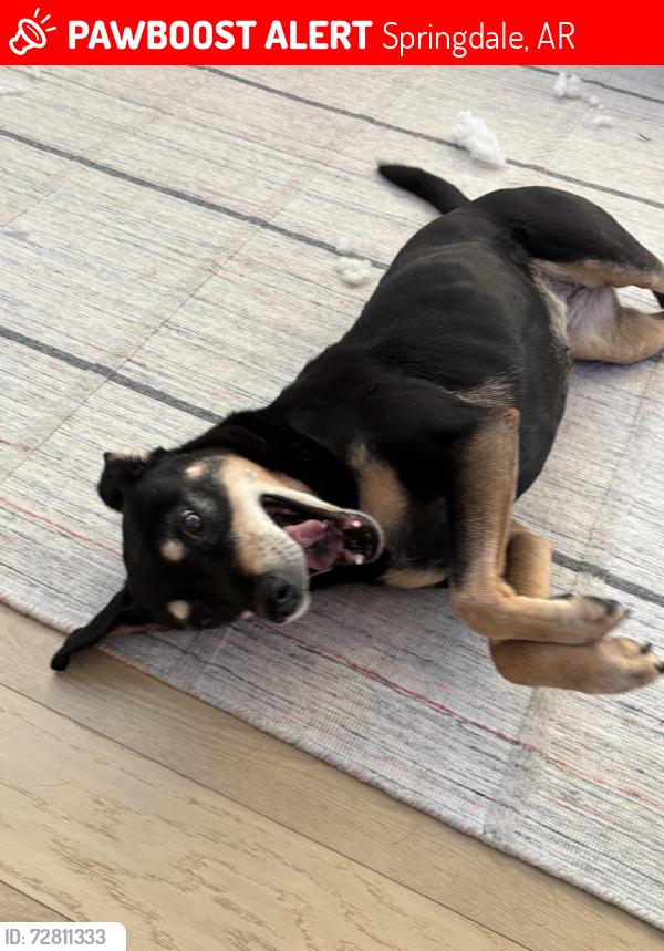 Lost Male Dog last seen Springdale Country Club, Springdale, AR 72764