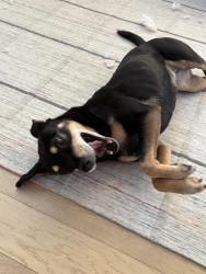 Lost Male Dog last seen Springdale Country Club, Springdale, AR 72764