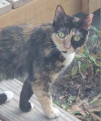 Found/Stray Unknown Cat last seen 30th Ave N and 19th St St Petersburg, St. Petersburg, FL 33713
