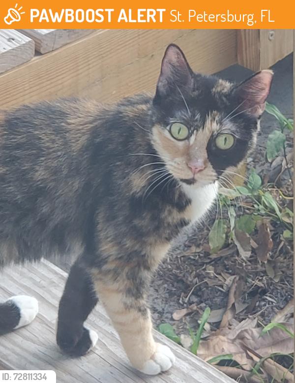 Found/Stray Unknown Cat last seen 30th Ave N and 19th St St Petersburg, St. Petersburg, FL 33713