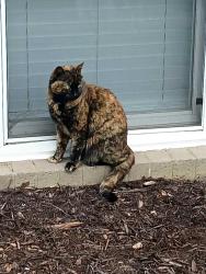 Found/Stray Female Cat last seen Lewis gale hosp, Salem, VA 24153