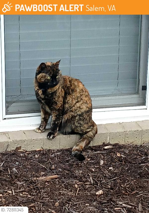 Found/Stray Female Cat last seen Lewis gale hosp, Salem, VA 24153