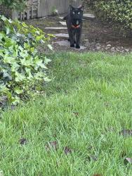 Found/Stray Unknown Cat last seen 79th Way NE, Kirkland, WA 98034