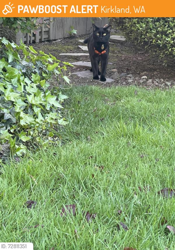 Found/Stray Unknown Cat last seen 79th Way NE, Kirkland, WA 98034