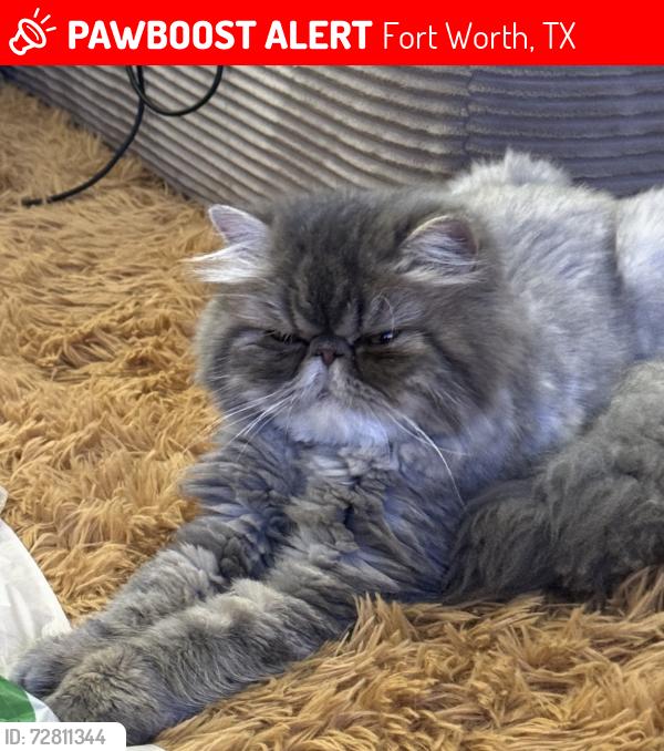 Lost Female Cat last seen Near belladonna dr Fort Worth Texas 76123, Fort Worth, TX 76123