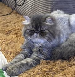 Lost Female Cat last seen Near belladonna dr Fort Worth Texas 76123, Fort Worth, TX 76123