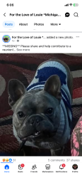 Lost Male Dog last seen 8 mile and Hubble, Detroit, MI 48235