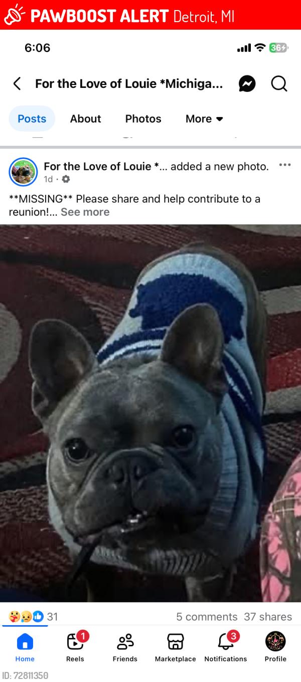 Lost Male Dog last seen 8 mile and Hubble, Detroit, MI 48235