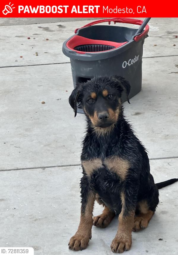 Lost Female Dog last seen Gallo Glass Co. , Modesto, CA 95354