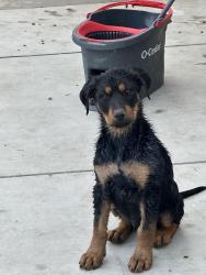 Lost Female Dog last seen Gallo Glass Co. , Modesto, CA 95354