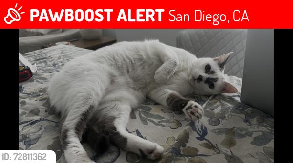 Lost Female Cat last seen Caminito Fresco, San Diego, CA 92037