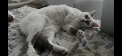 Lost Female Cat last seen Caminito Fresco, San Diego, CA 92037