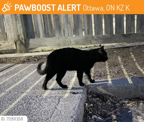 Found/Stray Male Cat last seen Shillington Ave and Admiral Ave, Ottawa, ON K1Z 6K7