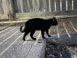Found/Stray Male Cat last seen Shillington Ave and Admiral Ave, Ottawa, ON K1Z 6K7