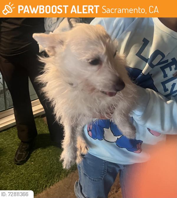 Found/Stray Female Dog last seen dry creek and lamberton circle , Sacramento, CA 95838