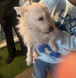 Found/Stray Female Dog last seen dry creek and lamberton circle , Sacramento, CA 95838